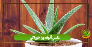 عکس آلوئه ورا خوراکی