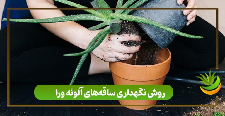 روش نگهداری ساقه های آلوئه ورا