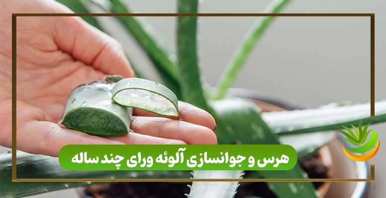 هرس و جوانسازی آلوئه ورای چند ساله